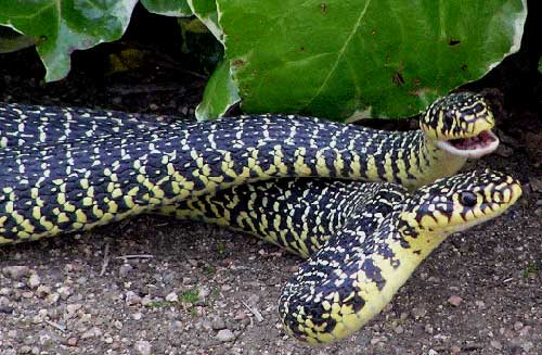  - Photo.Western-whip-snakes-breeding.France.(Jenny McGowan)